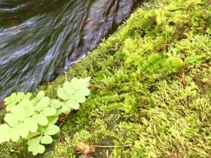 Yoga Nidra Leaves On A Stream