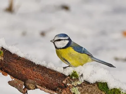 Yoga Nidra Let Go And Rest