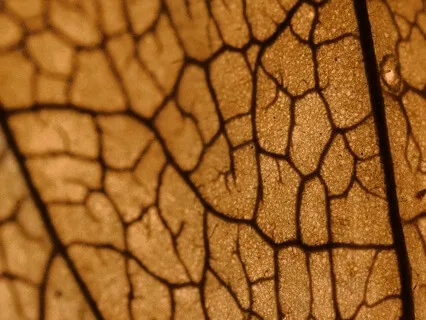 Yoga Nidra- Letting Go And Inviting Gratitude