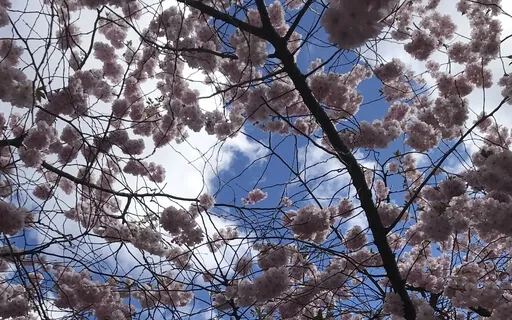 Yoga nidra- liggande avslappning 