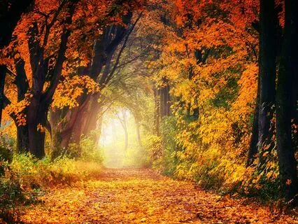 Yoga Nidra & Light Breathwork - Autumn Crickets