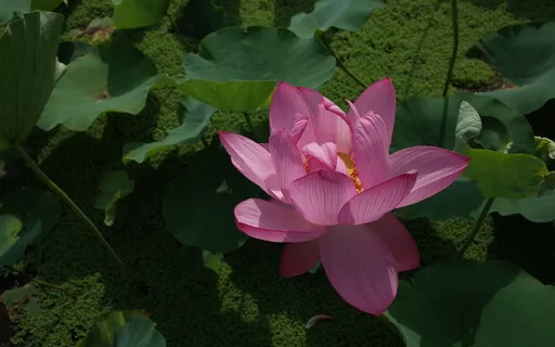 Yoga Nidra Light In Heart Center