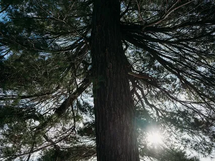 Yoga Nidra: Listening To Self