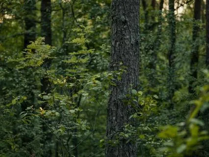 Yoga Nidra Live: Experiencing Subtle Body Energy Centers