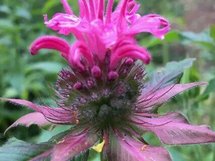 Yoga Nidra Magnetic Root Visualisation