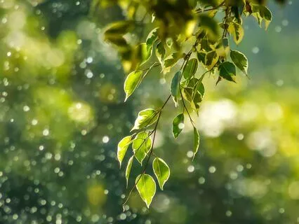 Yoga Nidra Meditation - Compassion In Connection