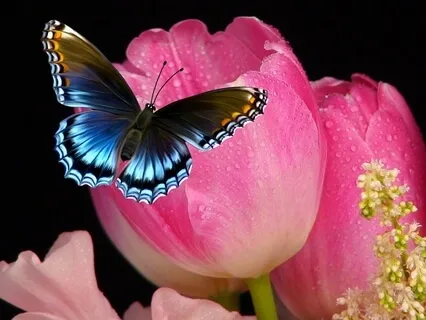 Yoga Nidra Meditation For Calm