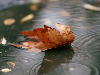 Yoga Nidra - Journey To Inner Guru