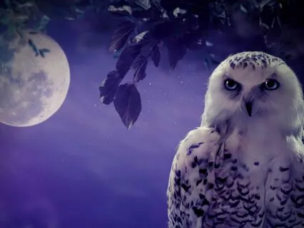 Yoga Nidra Meditation, Sun & Moon Journey