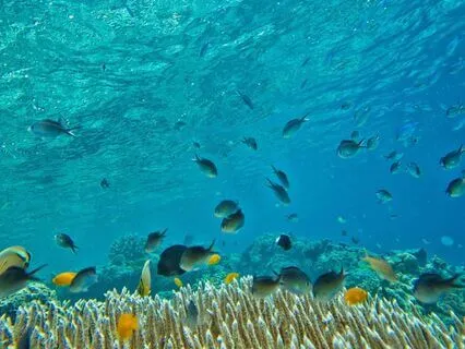 Yoga Nidra: Mermaids Of The Sacred Waters