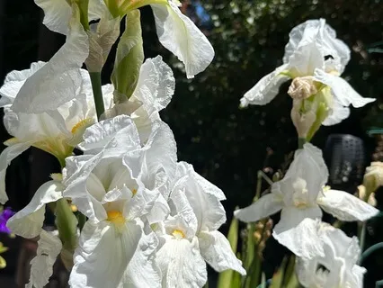 Yoga Nidra Metabolizing Stress