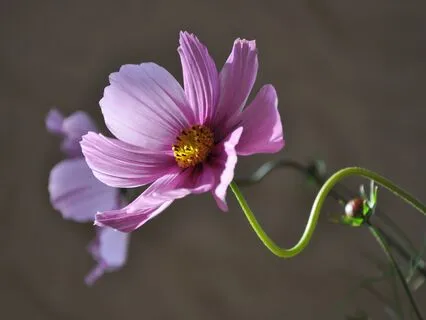 Yoga Nidra: Move Through Discomfort