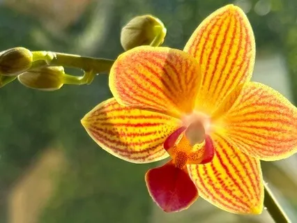 Yoga Nidra Moving Through Discomfort