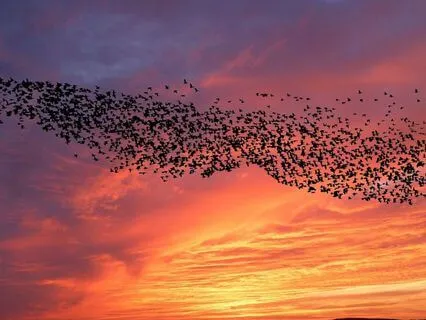 Yoga Nidra Murmation Field Of Trust & Motion