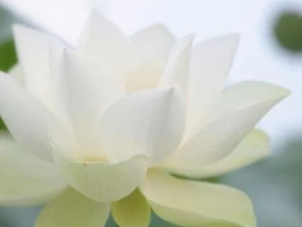 Yoga Nidra Music Before Sleep
