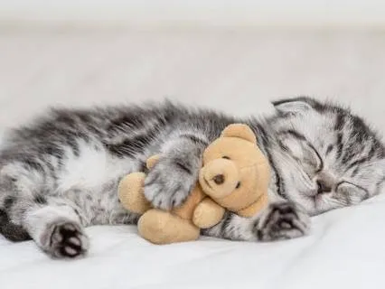 Yoga Nidra & Music: Breathe, Rest, Sleep, Heal | 8 Hours