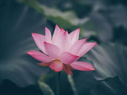Yoga Nidra Music for Emotional Balance