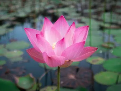 Yoga Nidra Music for Grounding