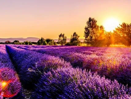 Yoga Nidra Music for Healing Rest