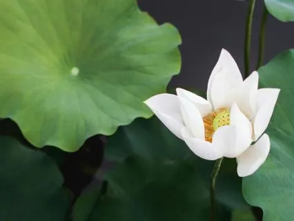 Yoga Nidra Music For Inner Peace