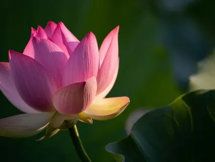 Yoga Nidra Music for Rest and Recovery