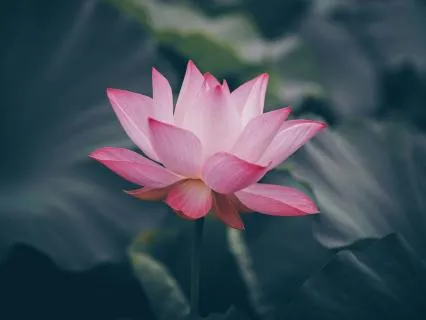 Yoga Nidra Music For Stress Relief
