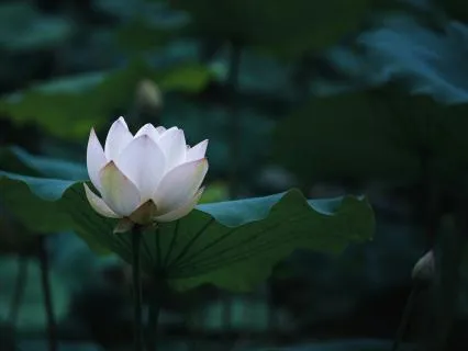 Yoga Nidra Music To Calm Body And Mind