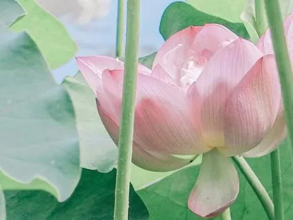 Yoga Nidra Music To Ease Anxiety