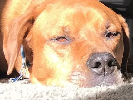 Yoga Nidra: Nap Optional