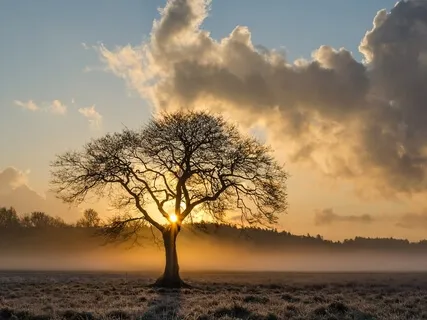 Yoga Nidra | Nature Journey