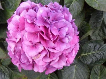 Yoga Nidra Nature Quest