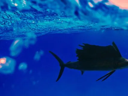 Yoga Nidra Nature Visualization 4 - Sailing