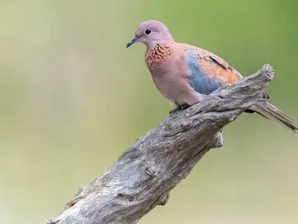 Yoga Nidra Nervous System Reboot