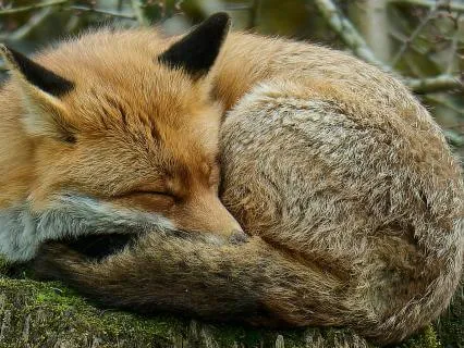 Yoga Nidra Nighttime | Safe To Rest