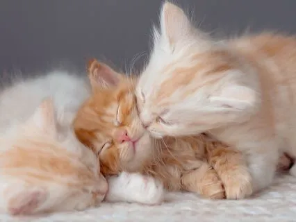 Yoga Nidra: Compassion, Loving Kindness & Self-Love