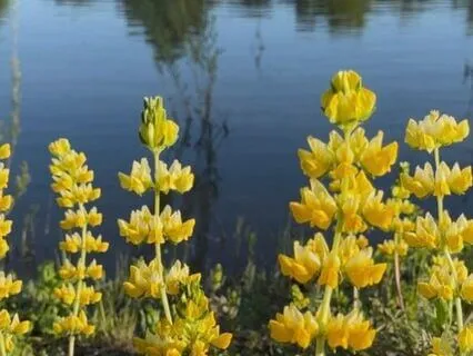 20-Minute Yoga Nidra/NSDR For Bedtime Anxiety