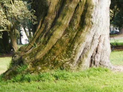 Yoga Nidra & NSDR For Rootedness: The Grandmother Tree