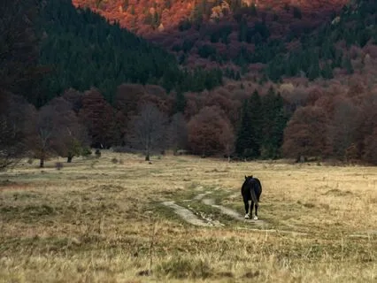 Yoga Nidra NSDR Practice To Relax And Balance The Emotions