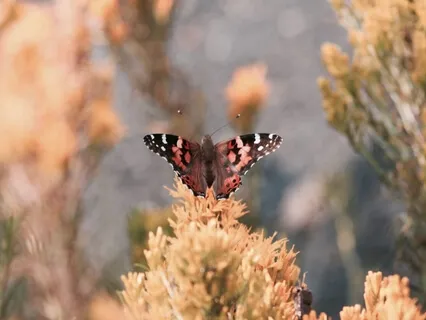 Yoga Nidra On Spaciousness