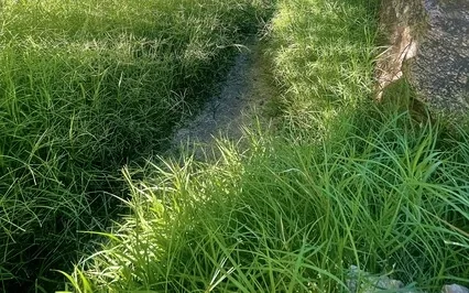 Yoga Nidra - One With Nature