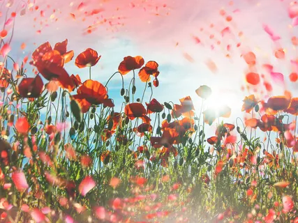 Overview: Yoga Nidra