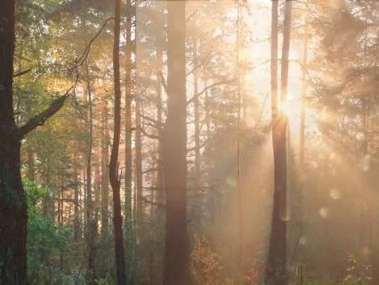 Yoga Nidra Part One Nature Series Forest Nidra For Deep Rest