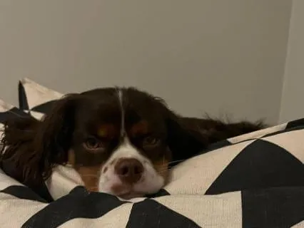 Yoga Nidra Partner For Your Sleep