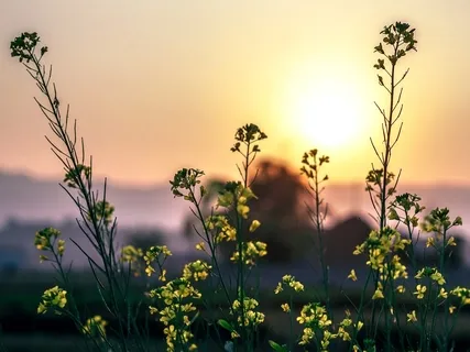 Yoga Nidra & Sound Healing: Advanced Practice