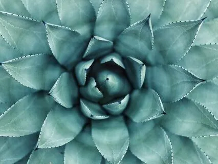 Yoga Nidra - Poiesis