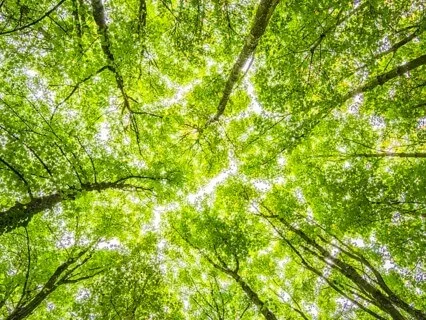 Yoga Nidra Points of Body Awareness