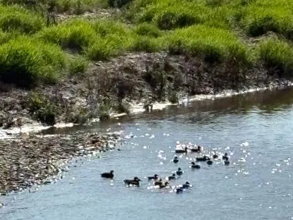 Yoga Nidra Pond With Soundscape