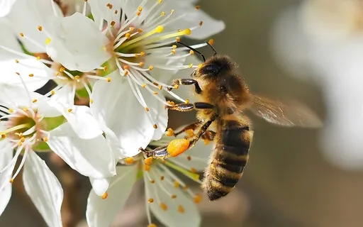 Yoga Nidra Power Nap