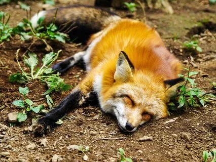 Yoga Nidra Power Nap