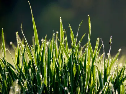 Yoga Nidra Practice For Body & Breath